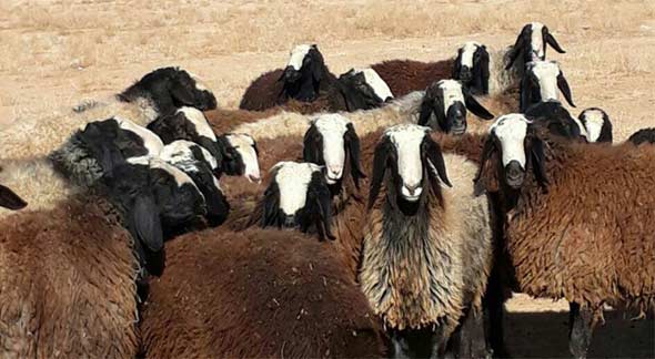 قیمت گوسفند زنده در تهران
