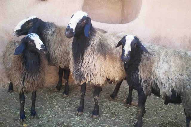 متوسط وزن گوسفنده زنده