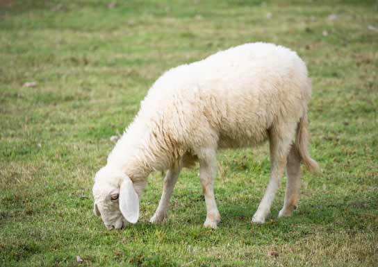 انواع نژاد گوسفندان در دنیا