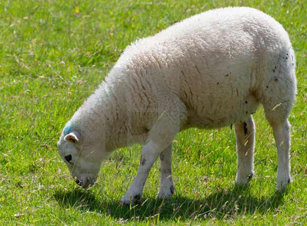 بهترین گوسفندان ایرانی