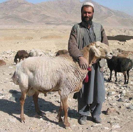 خرید دام نژاد افغانی