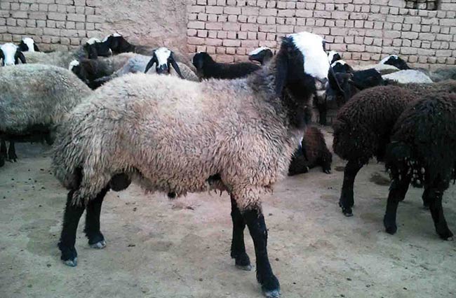 قیمت گوسفنده شال