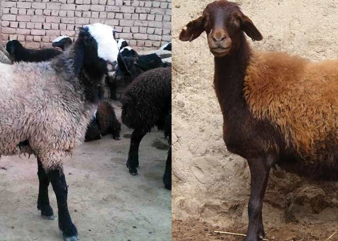 مقایسه گوسفند افشار با شال
