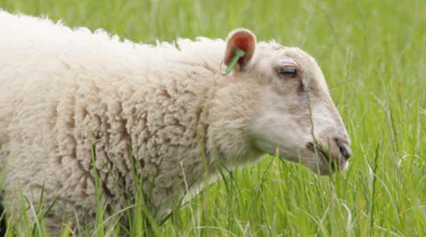نژاد گوسفندان ایرانی