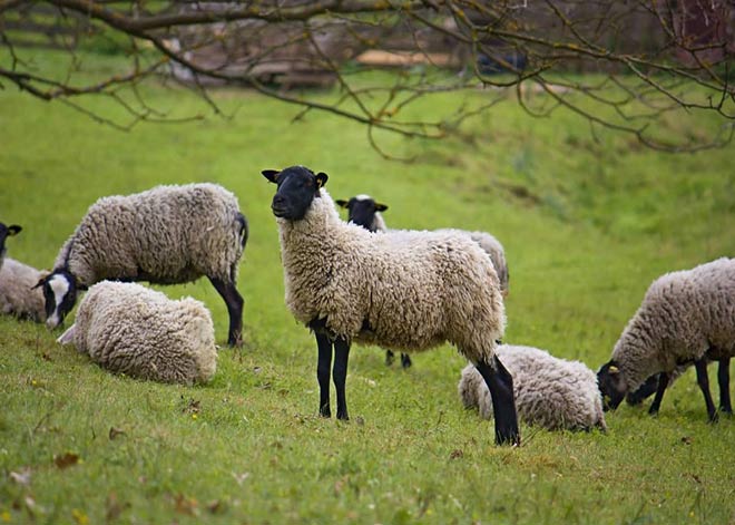 گوسفندان نژاد رومانوف