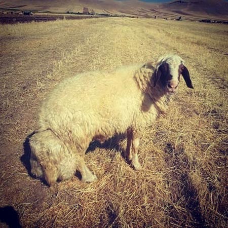 گوسفند سنجاب کرمانشاه