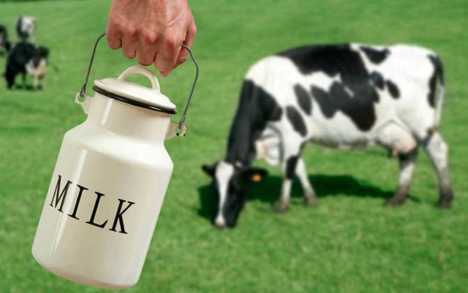 تاثیر هورمون بر شیر گاو