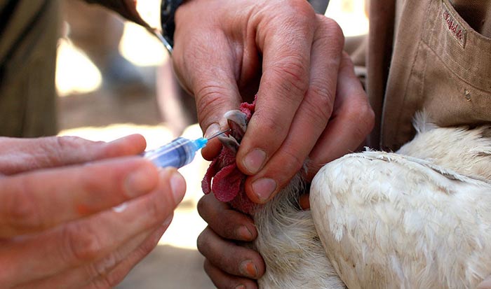 تزریق واکسن به پرندگان