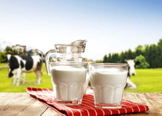 راه بالا بردن میزان شیر گاو