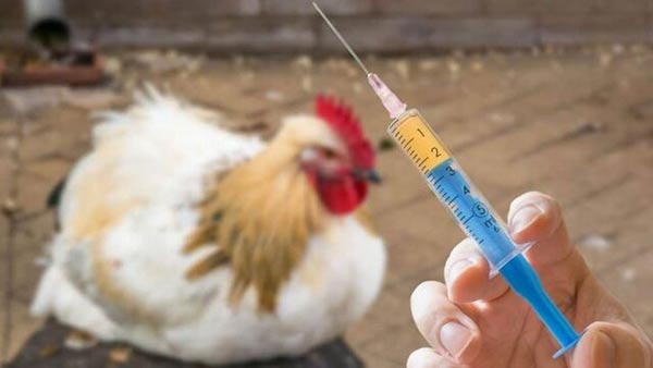 واکسن مرغ و خروس
