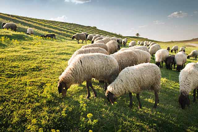 بیماری کشنده گوسفندان