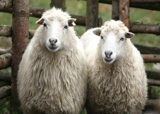 روش تشخیص گوسفند سالم