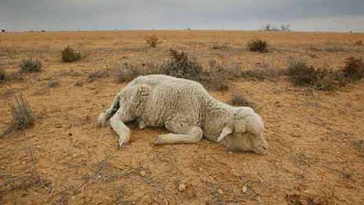 علت تلف شدن گوسفندان