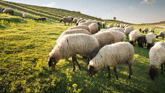 پراکنش گوسفندان ایرانی