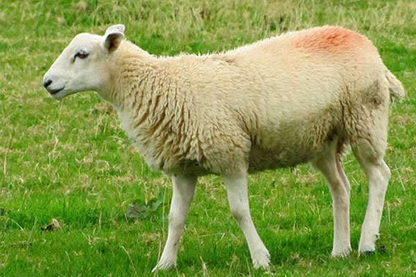 بازار فروش گوسفندان