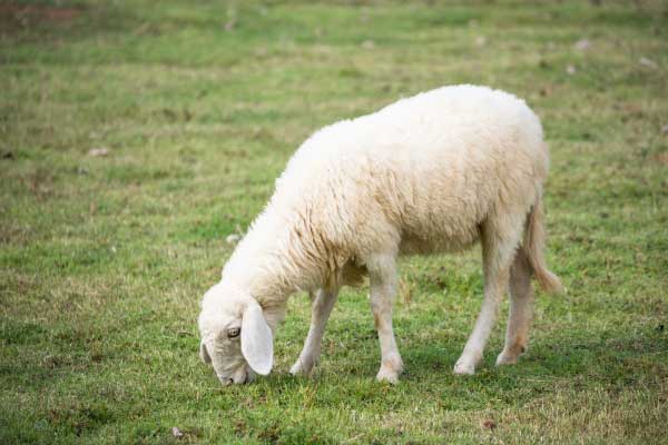 گوسفند ارگانیک و با کیفیت